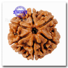 Load image into Gallery viewer, 6 Mukhi Rudraksha from Nepal - Bead No. 66
