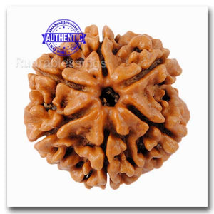 6 Mukhi Rudraksha from Nepal - Bead No. 66