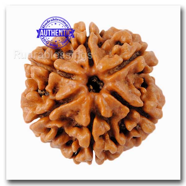 6 Mukhi Rudraksha from Nepal - Bead No. 66