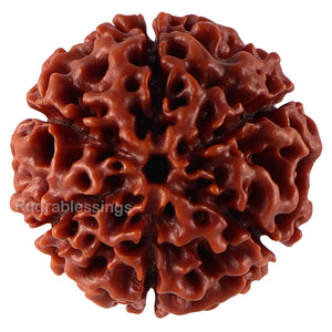 6 Mukhi Hybrid Rudraksha - Bead No. 27