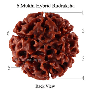 6 Mukhi Hybrid Rudraksha - Bead No. 27