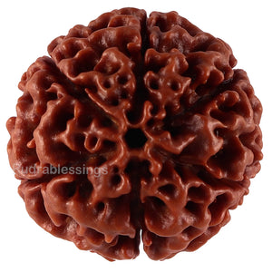 6 Mukhi Hybrid Rudraksha - Bead No. 28