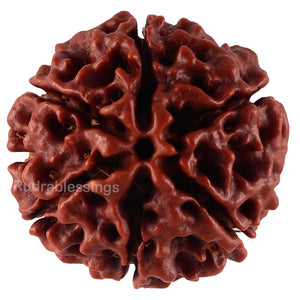 6 Mukhi Hybrid Rudraksha - Bead No. 29