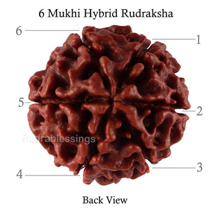 6 Mukhi Hybrid Rudraksha - Bead No. 29