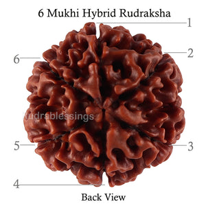 6 Mukhi Hybrid Rudraksha - Bead No. 31