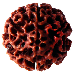 6 Mukhi Hybrid Rudraksha - Bead No. 32