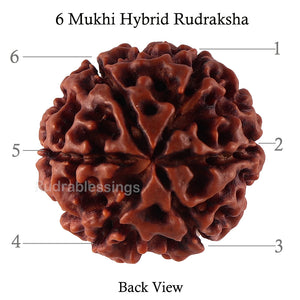 6 Mukhi Hybrid Rudraksha - Bead No. 32