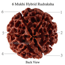 Load image into Gallery viewer, 6 Mukhi Hybrid Rudraksha - Bead No. 33
