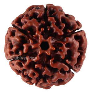 6 Mukhi Hybrid Rudraksha - Bead No. 34