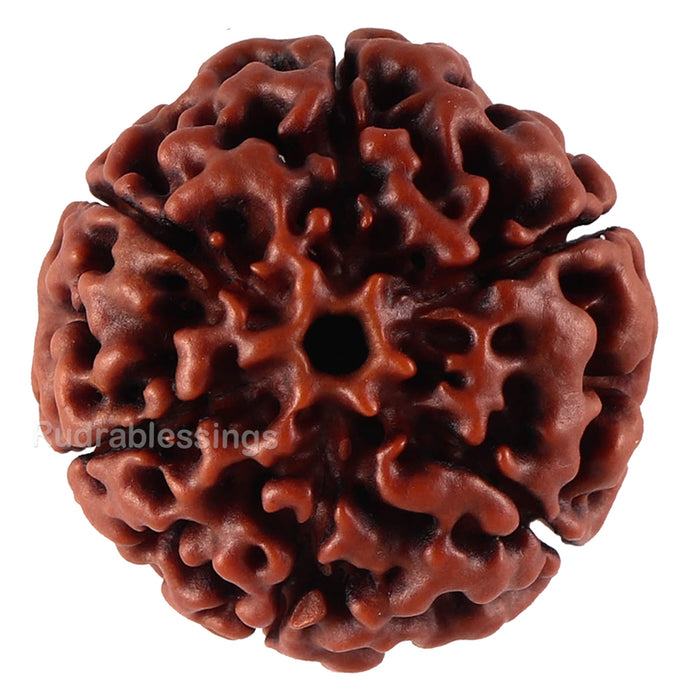 6 Mukhi Hybrid Rudraksha - Bead No. 34
