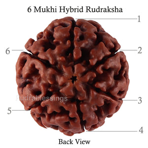 6 Mukhi Hybrid Rudraksha - Bead No. 34