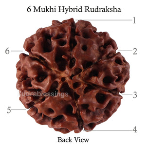 6 Mukhi Hybrid Rudraksha - Bead No. 35