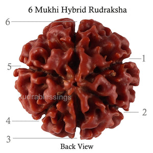 6 Mukhi Hybrid Rudraksha - Bead No. 37