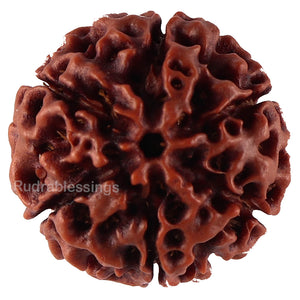 6 Mukhi Hybrid Rudraksha - Bead No. 38