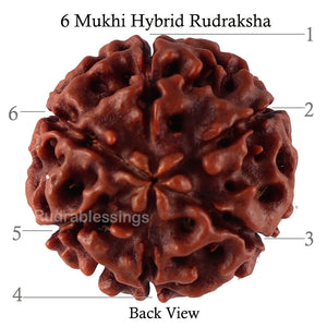6 Mukhi Hybrid Rudraksha - Bead No. 38