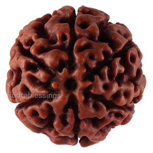 6 Mukhi Hybrid Rudraksha - Bead No. 39