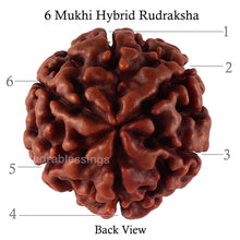 Load image into Gallery viewer, 6 Mukhi Hybrid Rudraksha - Bead No. 39
