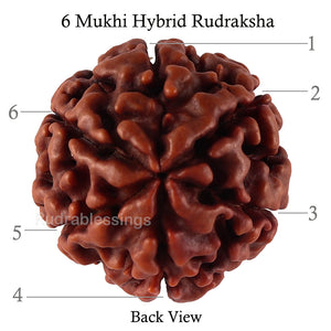 6 Mukhi Hybrid Rudraksha - Bead No. 39