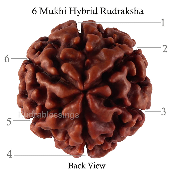 6 Mukhi Hybrid Rudraksha - Bead No. 39