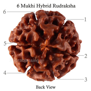 6 Mukhi Hybrid Rudraksha - Bead No. 40