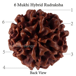 6 Mukhi Hybrid Rudraksha - Bead No. 41