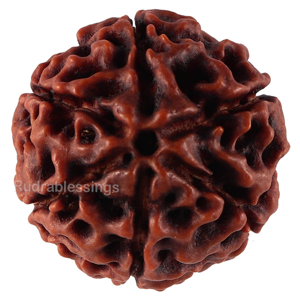 6 Mukhi Hybrid Rudraksha - Bead No. 42
