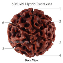Load image into Gallery viewer, 6 Mukhi Hybrid Rudraksha - Bead No. 42
