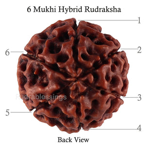 6 Mukhi Hybrid Rudraksha - Bead No. 42