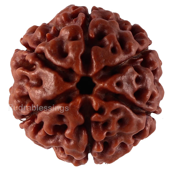6 Mukhi Hybrid Rudraksha - Bead No. 43