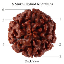 Load image into Gallery viewer, 6 Mukhi Hybrid Rudraksha - Bead No. 43
