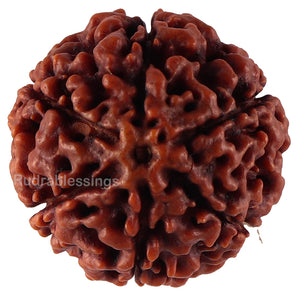 6 Mukhi Hybrid Rudraksha - Bead No. 44