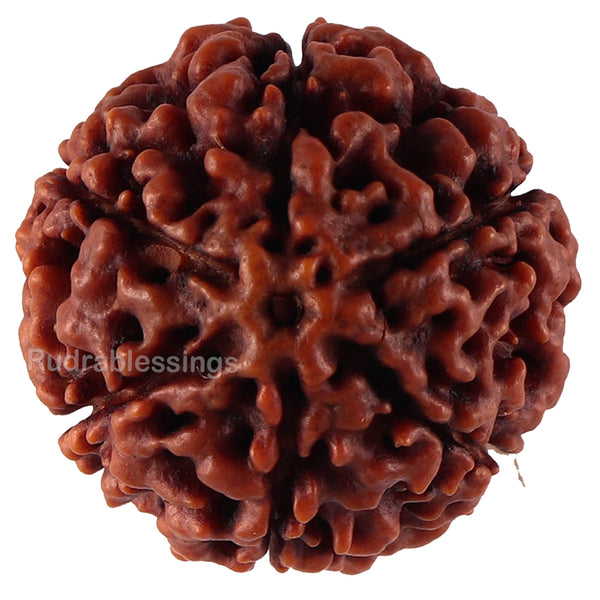 6 Mukhi Hybrid Rudraksha - Bead No. 44