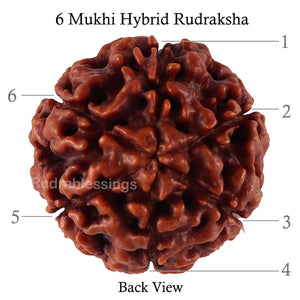 6 Mukhi Hybrid Rudraksha - Bead No. 44