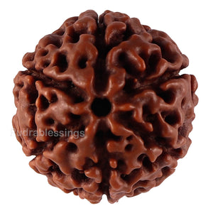 6 Mukhi Hybrid Rudraksha - Bead No. 45