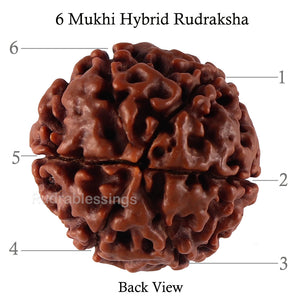 6 Mukhi Hybrid Rudraksha - Bead No. 45