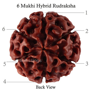 6 Mukhi Hybrid Rudraksha - Bead No. 46