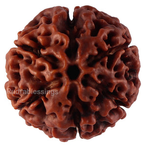 6 Mukhi Hybrid Rudraksha - Bead No. 47