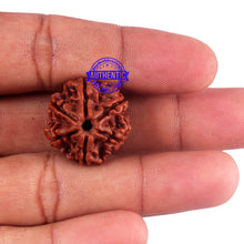 Load image into Gallery viewer, 6 Mukhi Rudraksha from Nepal - Bead No. 41
