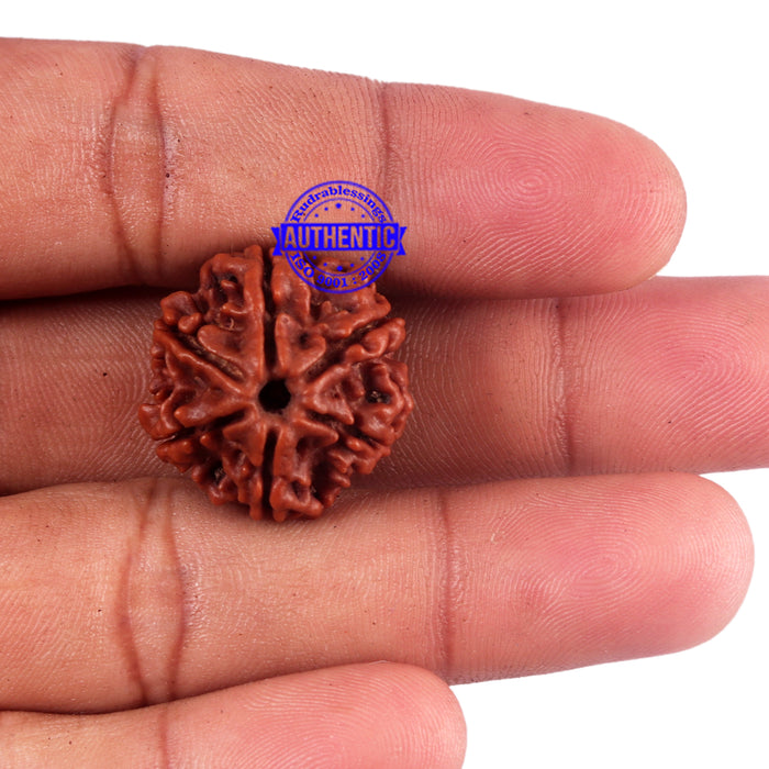 6 Mukhi Rudraksha from Nepal - Bead No. 41