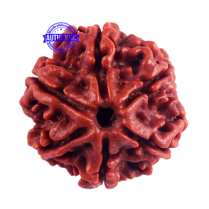 6 Mukhi Rudraksha from Nepal - Bead No. 41
