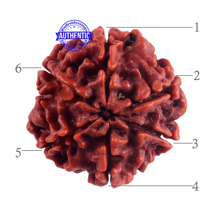 6 Mukhi Rudraksha from Nepal - Bead No. 41