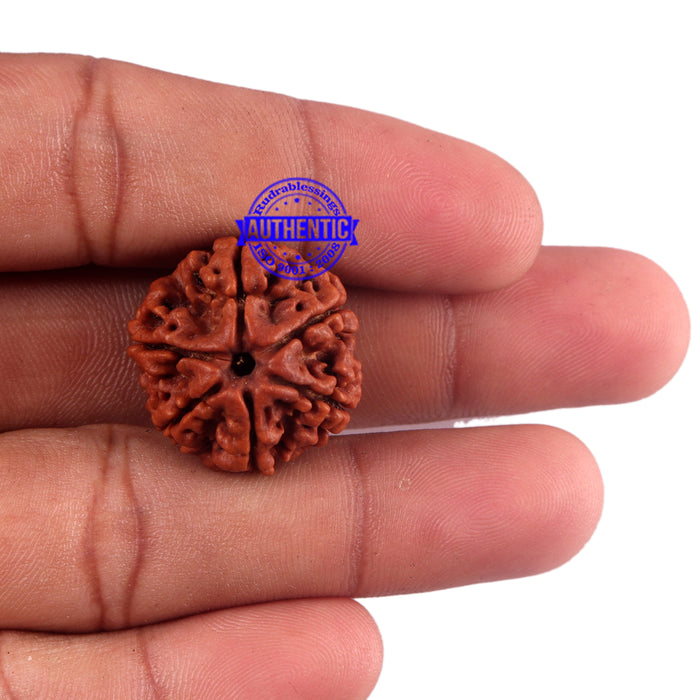 6 Mukhi Rudraksha from Nepal - Bead No. 50