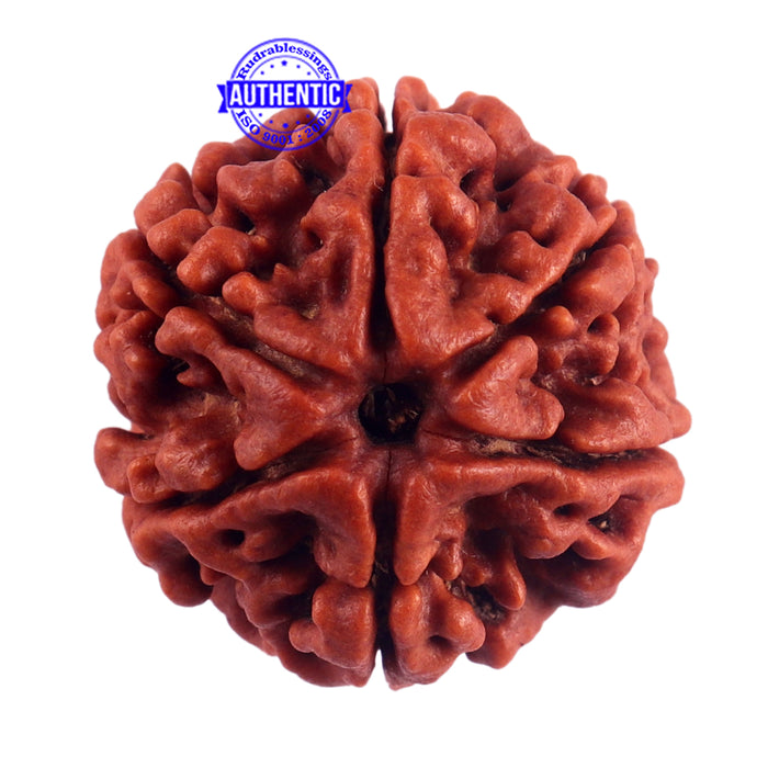 6 Mukhi Rudraksha from Nepal - Bead No. 50