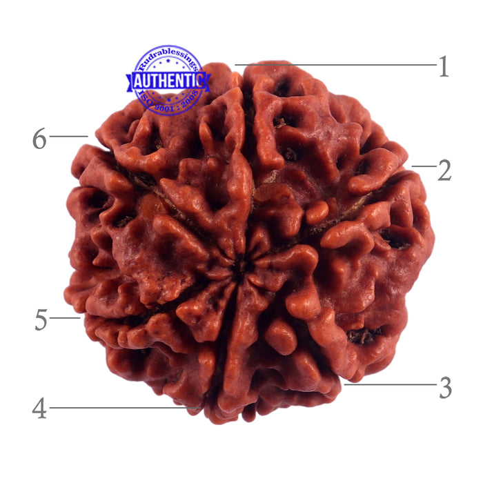 6 Mukhi Rudraksha from Nepal - Bead No. 50