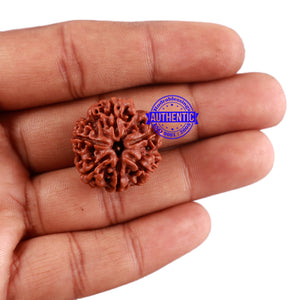 6 Mukhi Rudraksha from Nepal - Bead No. 11