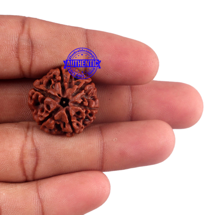 6 Mukhi Rudraksha from Nepal - Bead No. 51