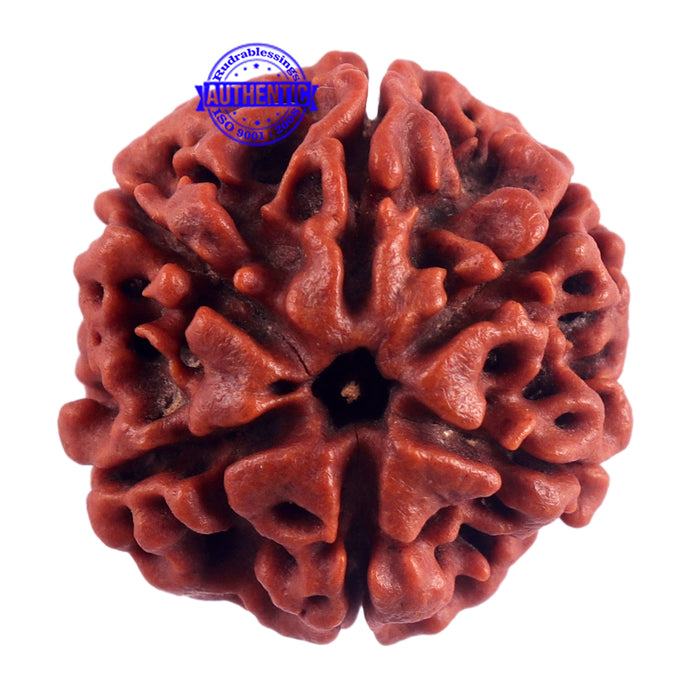 6 Mukhi Rudraksha from Nepal - Bead No. 51