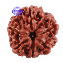 Load image into Gallery viewer, 6 Mukhi Rudraksha from Nepal - Bead No. 11
