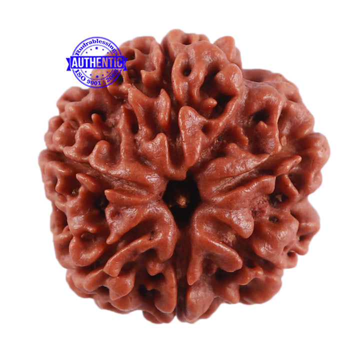 6 Mukhi Rudraksha from Nepal - Bead No. 11