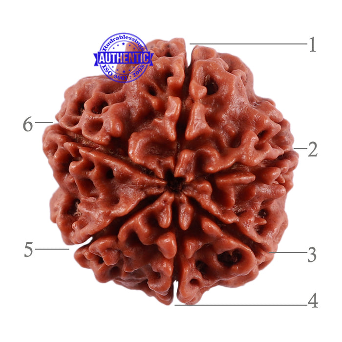 6 Mukhi Rudraksha from Nepal - Bead No. 11